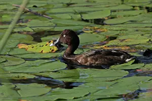 Hardhead: Hardhead Duck