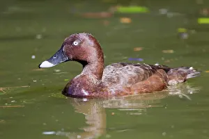Waterbirds: Hardhead Duck