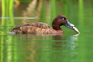 Permanent: Hardhead - male swims on a permanent waterhole