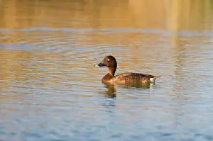Hardhead: Hardhead / White-eyed / Australian White-eye Duck