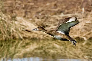 Hardhead: Hardhead / White-eyed / Australian White-eye Duck