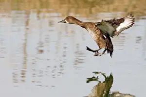Hardhead: Hardhead / White-eyed / Australian White-eye Duck