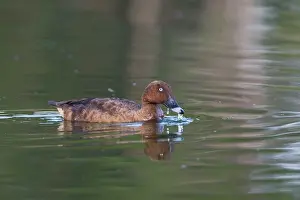Hardhead: Hardhead / White-eyed / Australian White-eye Duck - male
