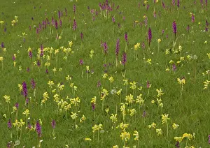 Cowslips: Hardington Moor NNR in spring, with masses of orchids