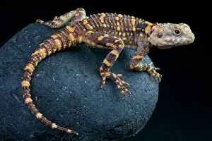 Agama: Hardun (Stellagama stellio picea), Israel