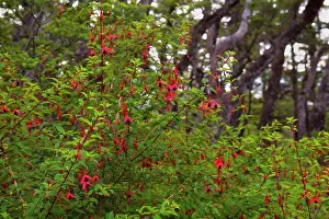 Fuchsia: Hardy Fuchsia / Bushy Fuchsia - big blooming bushes