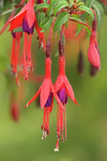 Fuchsia: Hardy Fuchsia / Bushy Fuchsia - in full bloom