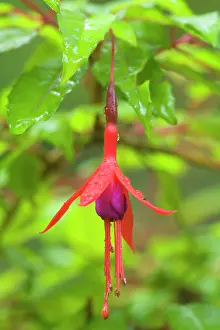 Bushy: Hardy Fuchsia / Bushy Fuchsia - single flower in