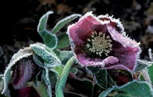 Hybridus: Hardy Hellebore surviving heavy frost - January