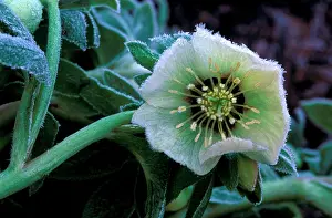 Hybridus: Hardy Hellebore x Hybridus - surviving frost