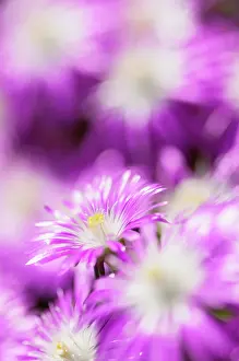 Floribunda: Hardy ice plant, Delosperma floribunda Stardust