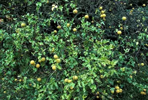 Trifoliata: Hardy Orange - Fruits and foliage