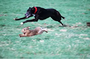 Chasing: HARE COURSING - dog close to hare