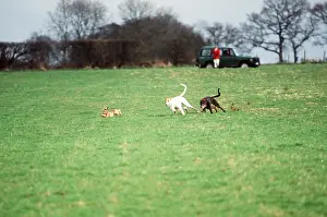 Chasing: HARE COURSING - dogs x two