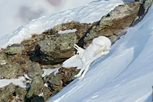 Timidus: Hare ( mountain hare ) running in white winter coat