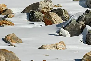 Timidus: Hare ( mountain hare ) in white coat early winter
