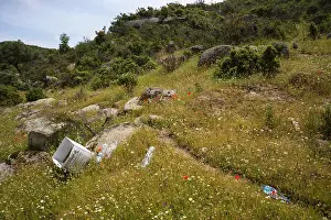 Hares: Hare ns tail, Lagurus ovatus and other wildflowers