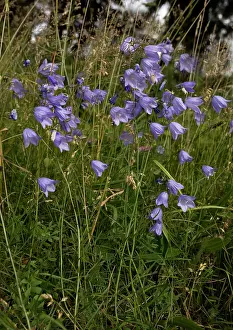Campanula: Harebell