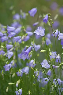 Campanula: Harebell