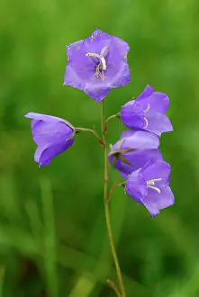 Campanula: Harebell