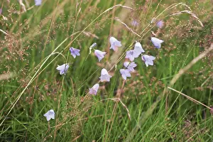 Campanula: Harebell