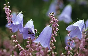 Campanula: Harebell