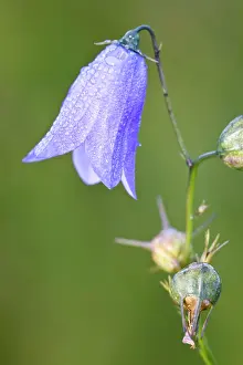 Campanula: Harebell