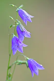 Campanula: Harebell
