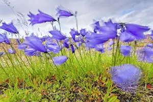 Fjallsarlon: Harebell