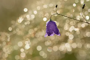 Campanula: Harebell