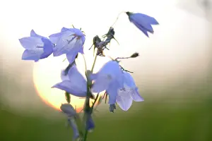 Campanula: Harebell