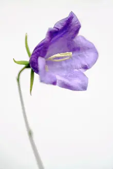 Campanula: Harebell, Campanula rotundifolia, Close view of