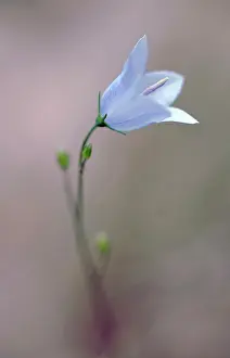 Campanula: Harebell, Campanula rotundifolia, Close view of