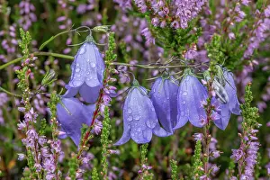 Bob Gibbons: Harebell, Campanula rotundifolia, in flower amon