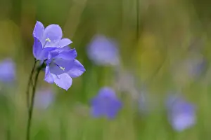 Campanula: Harebell - Summer