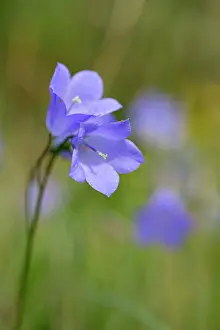Campanula: Harebell - Summer