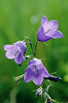 Campanula: HAREBELL - x three flowers
