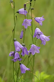 Campanula: Harebells