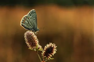 Icarus: Harefoots Clover