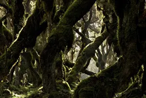 Michele Menegon: Harenna forest