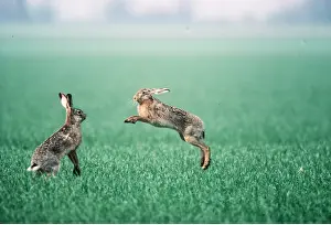 Hares: HARES - fighting