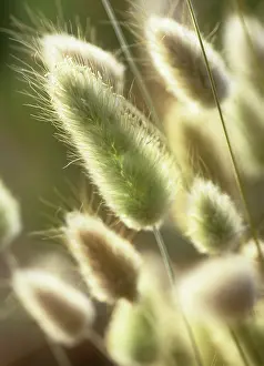 Ovatus: Hare's tail