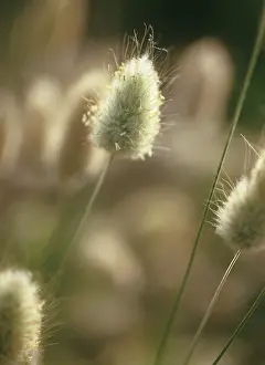 Ovatus: Hare's Tail