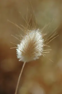 Ovatus: Hare's tail