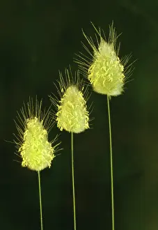 Ovatus: Hare's tail