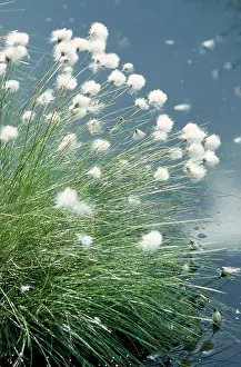 Windswept: Hares Tail / Cotton Grass