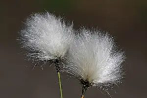 Cottonsedge: Hare's-tail Cottongrass