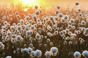 Eriophorum: Hare's-tail Cottongrass