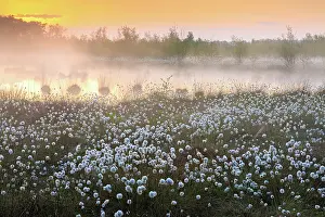 Eriophorum: Hare's-tail Cottongrass