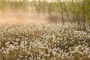 Eriophorum: Hare's-tail Cottongrass